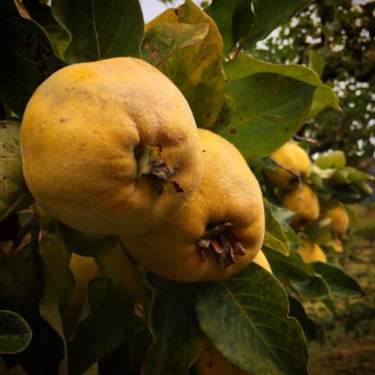 Quince Jam - 190ml - Image 3