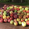 Heritage Apple Tasting Bag — 5lb Mixed Varieties