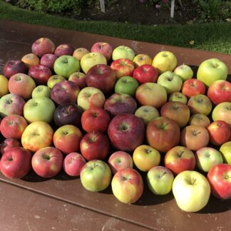 Heritage Apple Tasting Bag — 5lb Mixed Varieties