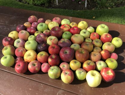 Heritage Apple Tasting Bag — 5lb Mixed Varieties