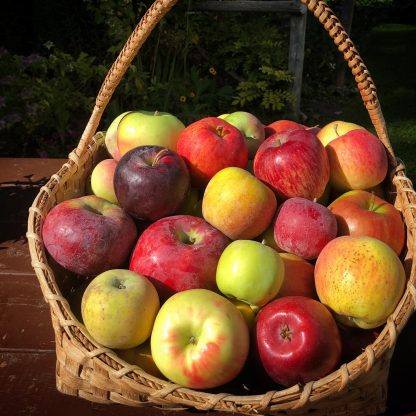 Heritage Apple Tasting Bag — 5lb Mixed Varieties - Image 3